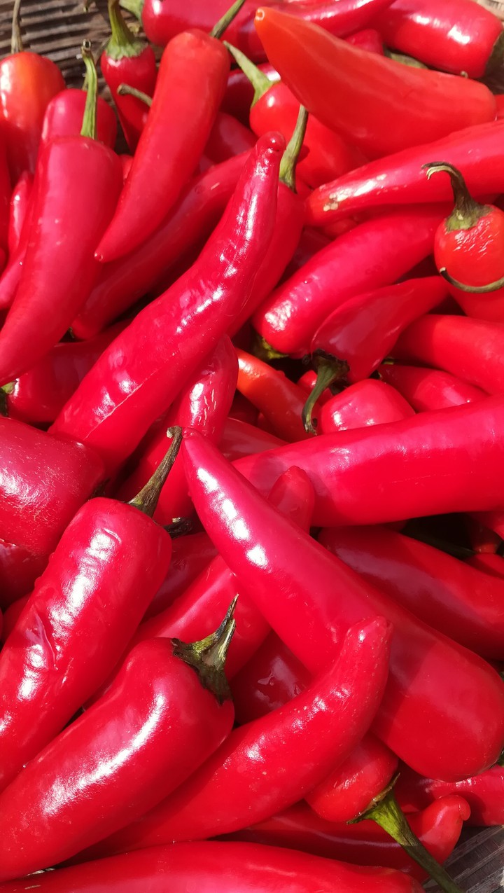 Red Chilli for Background