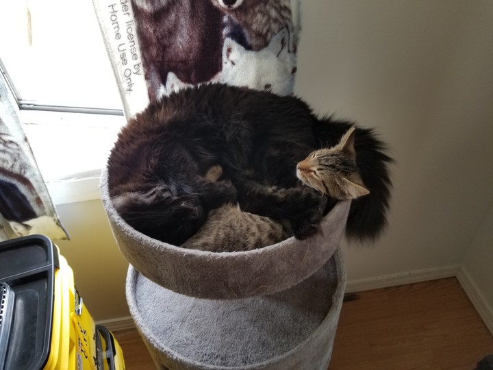 cats