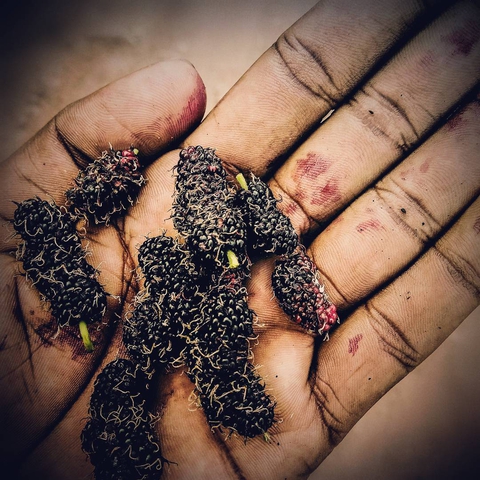 blue Berry