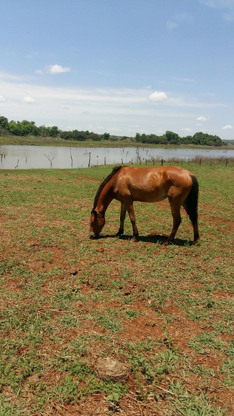 egua bailarina