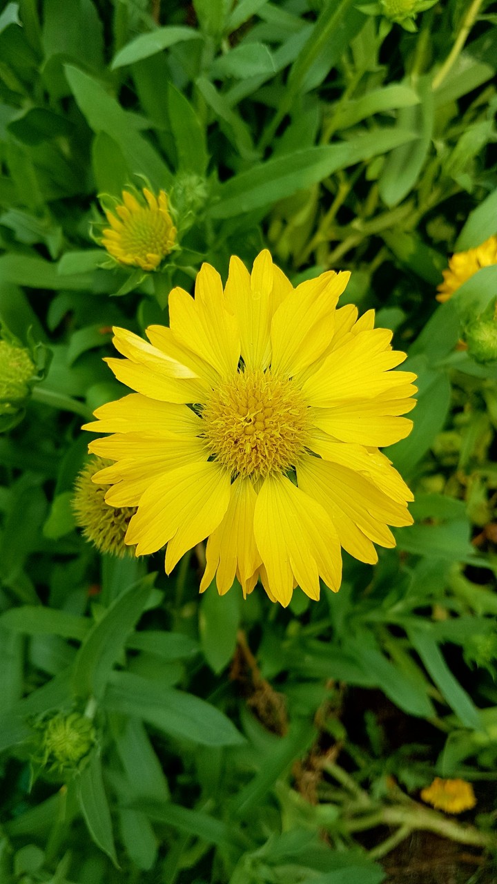 flower