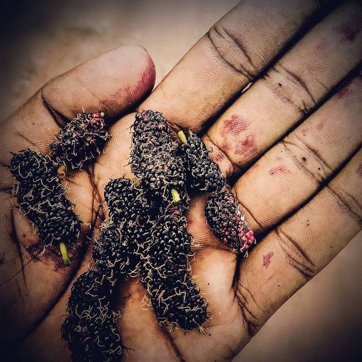 blue Berry