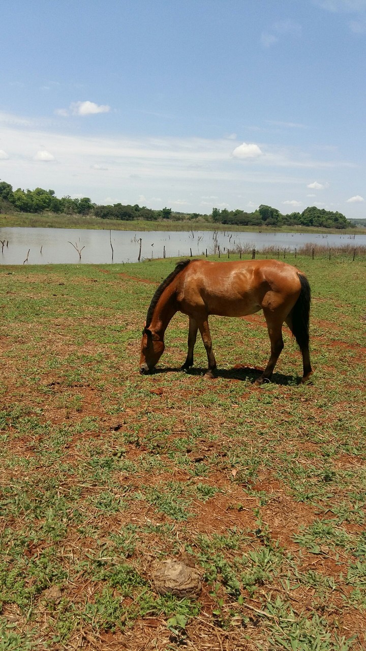 egua bailarina