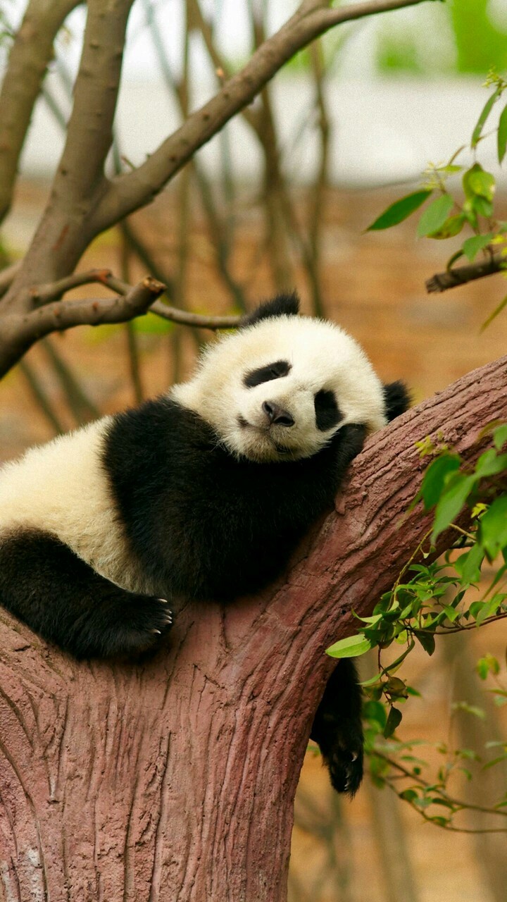 panda