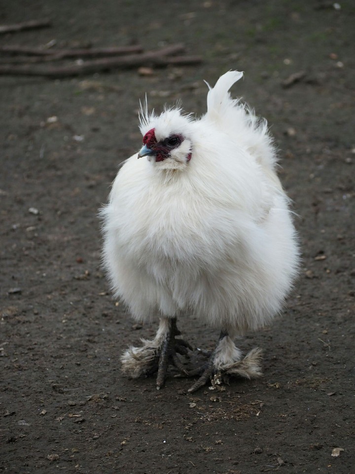 Chicken
