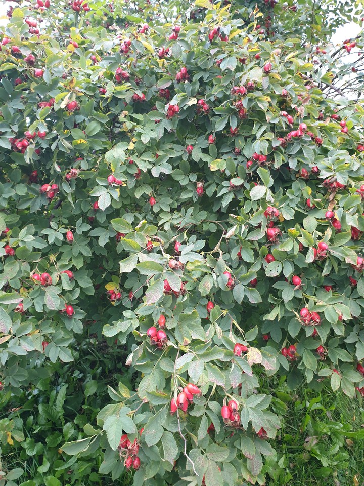 Bush