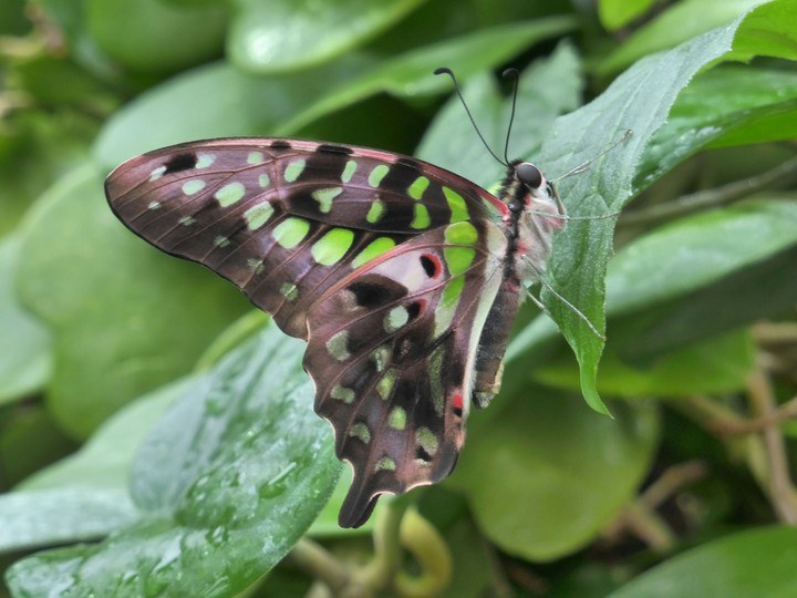 Green Speckled Butterfly