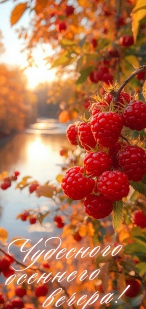 тапети rose, berry