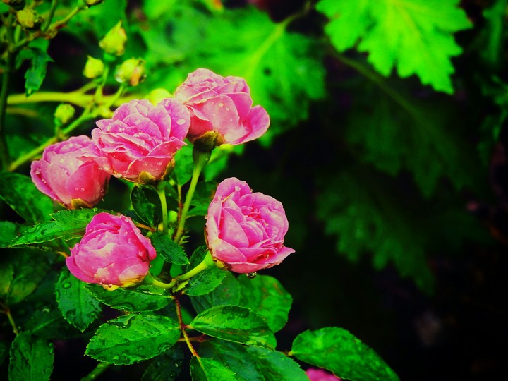 Roseee