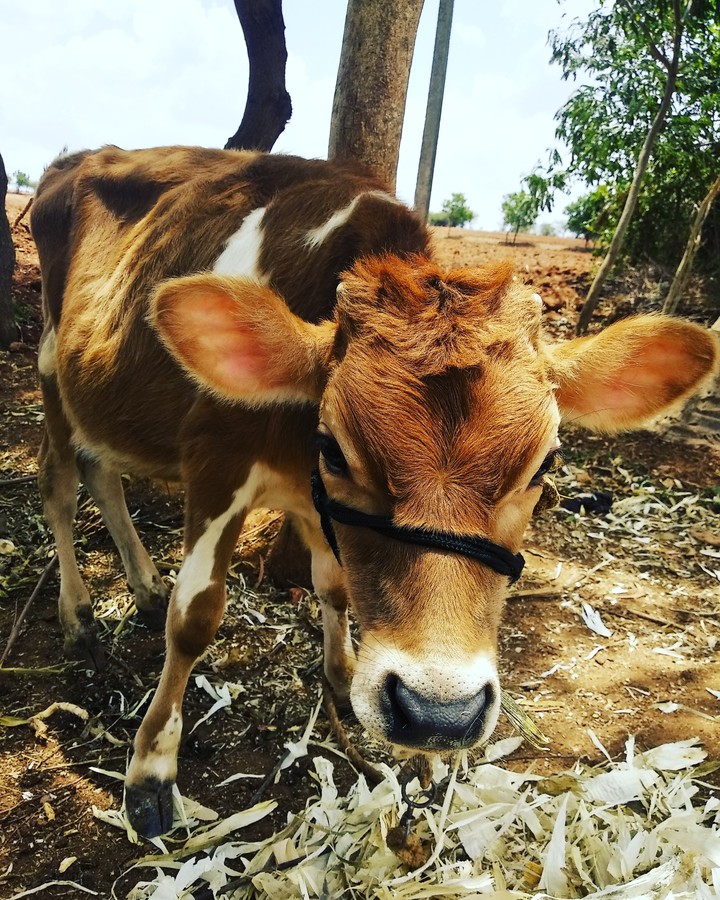 Calf