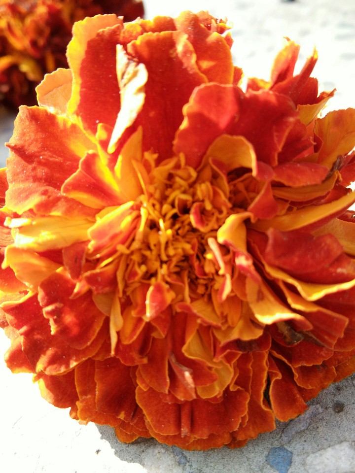flower