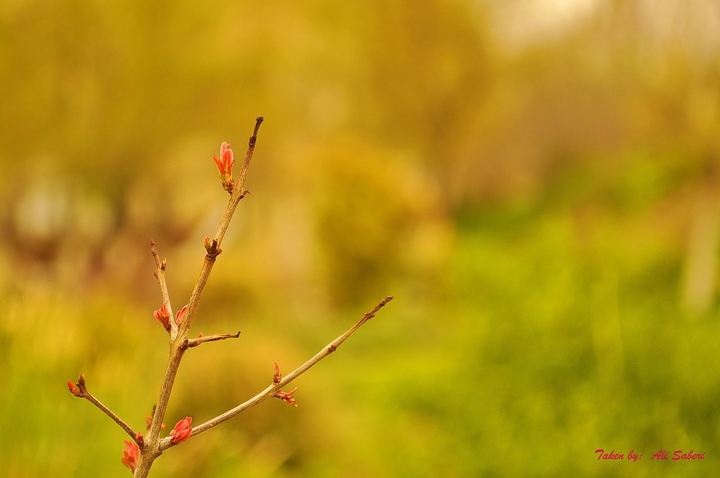 spring