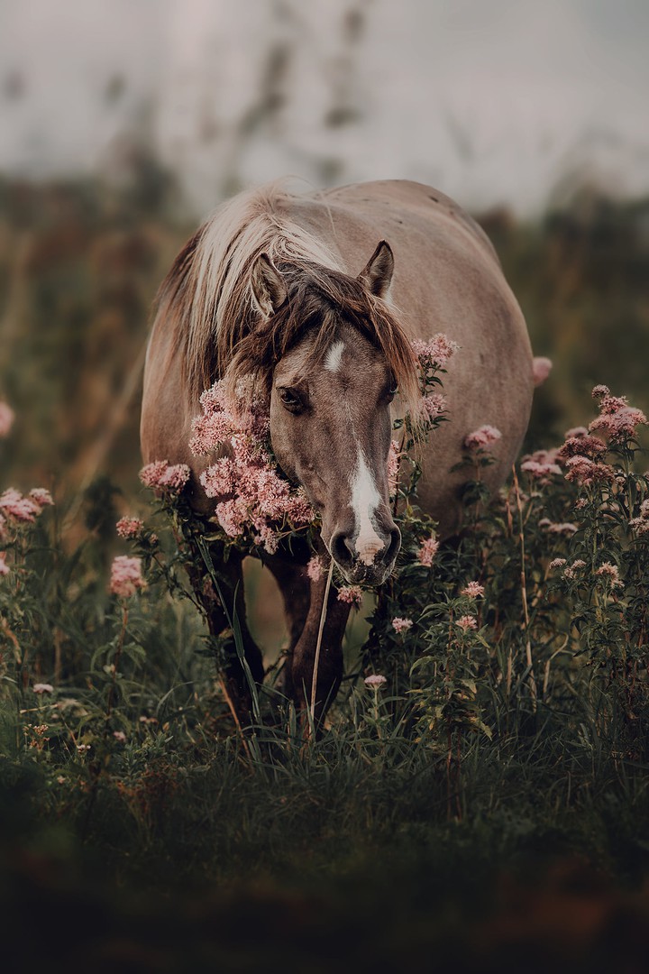 hors