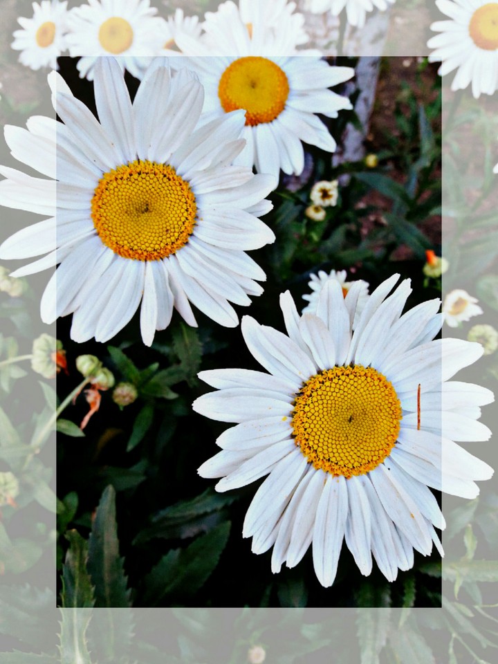 daisy
