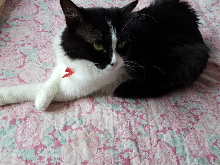 Maya