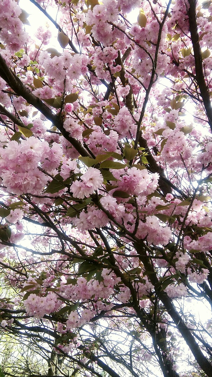 beauty is everywhere