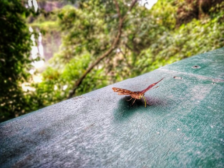Mariposa