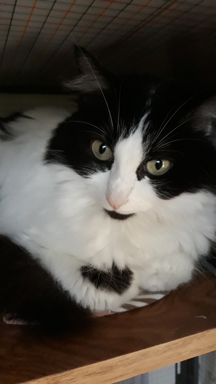 Ondine, 2014-2019.