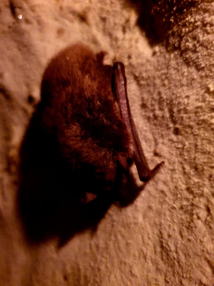 Bat