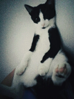 kotek