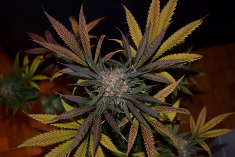 White widow