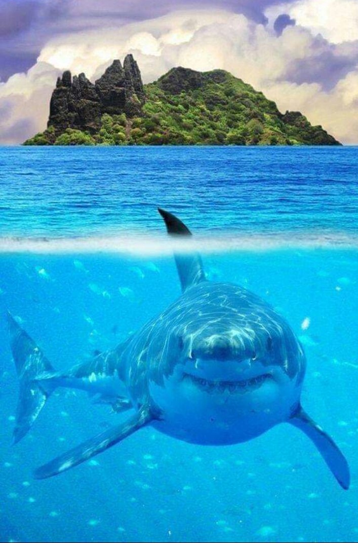 great white