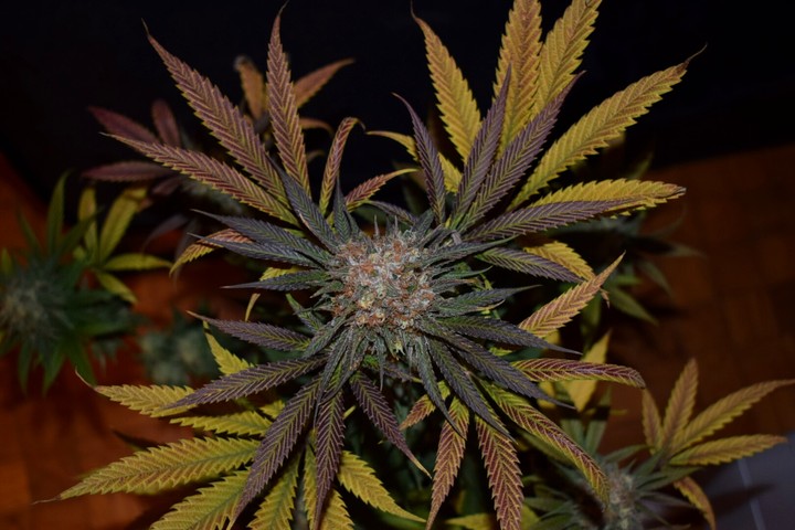 White widow