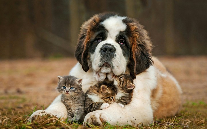 Saint_bernard
