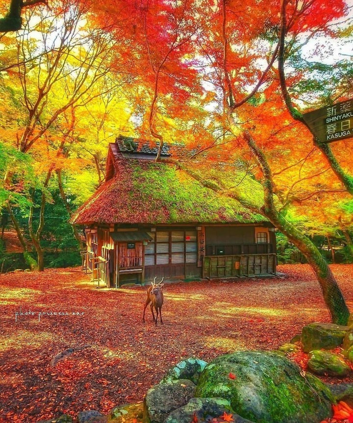 nature