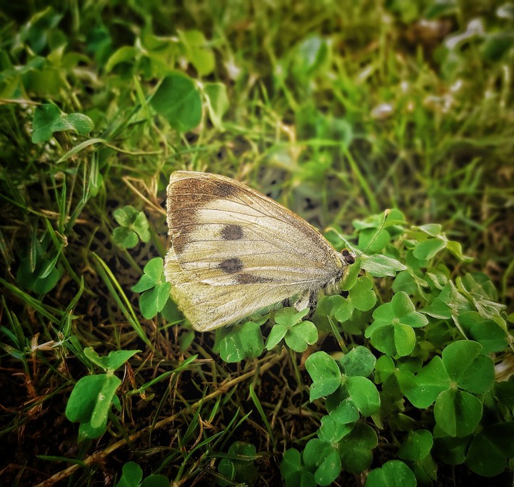 butterfly