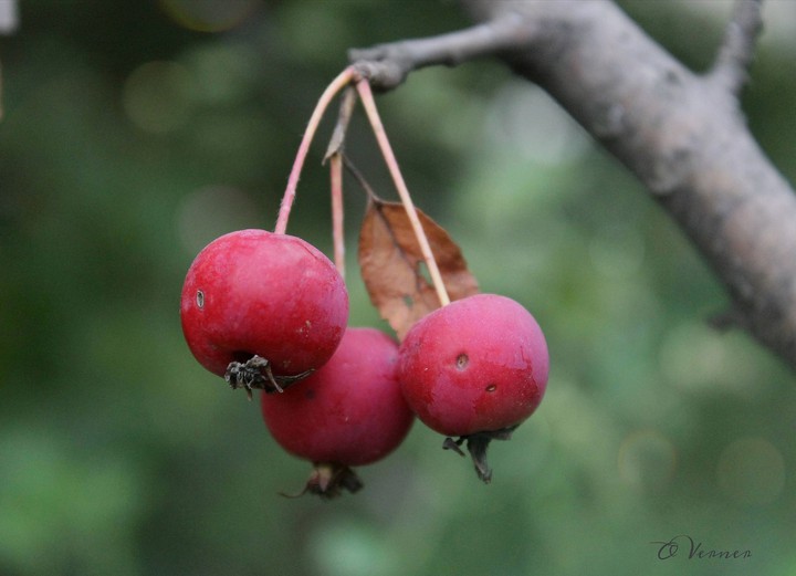 O.V.❤️ Autumn apples