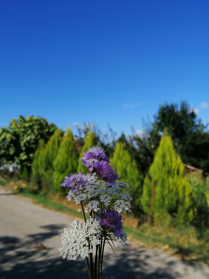 Flower