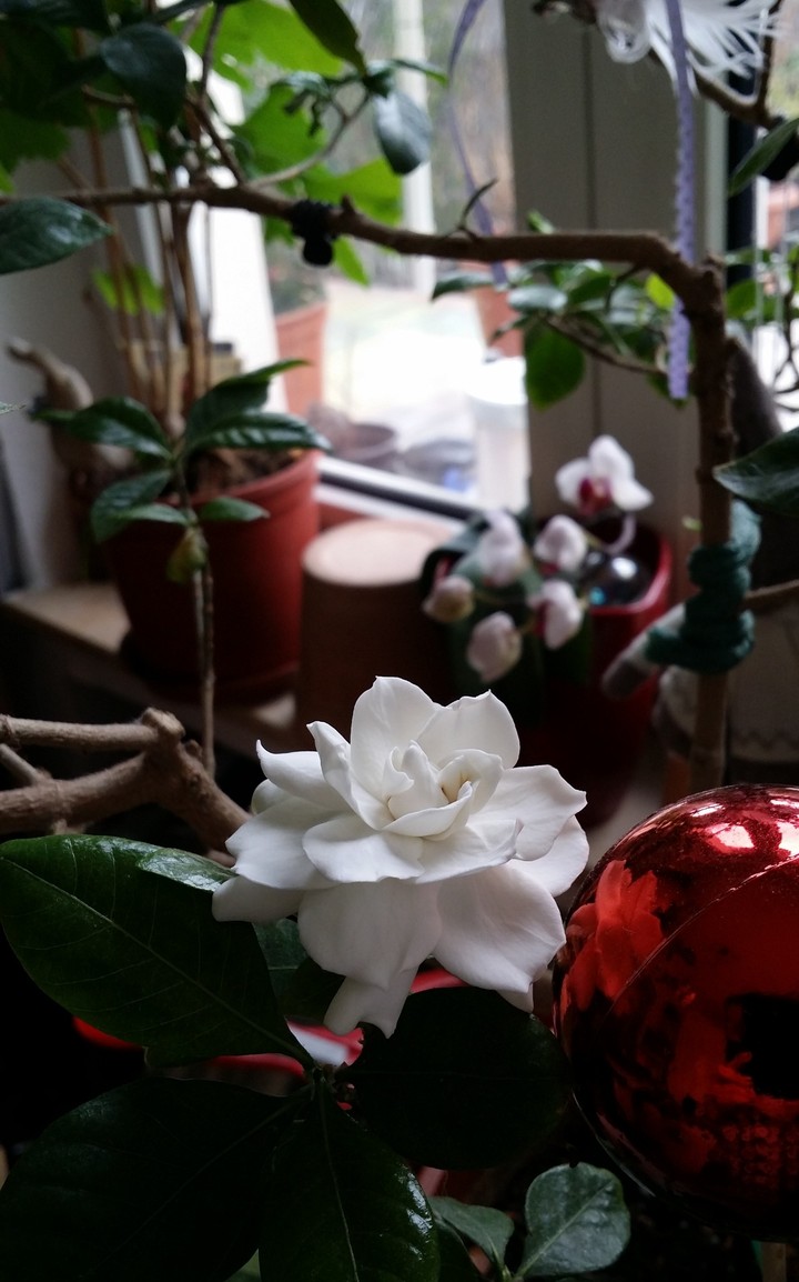 Gardenia and Sphere