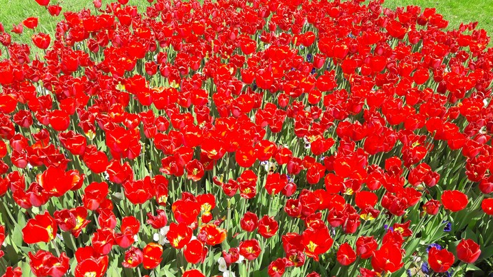 fire flowers