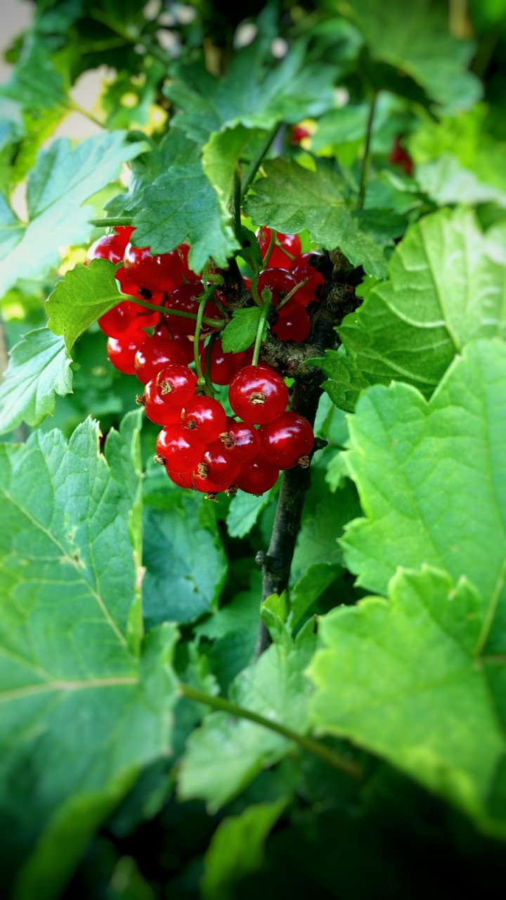 Taste of the summer