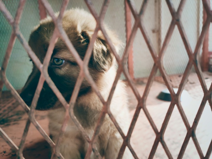 inside the cage.. bruno