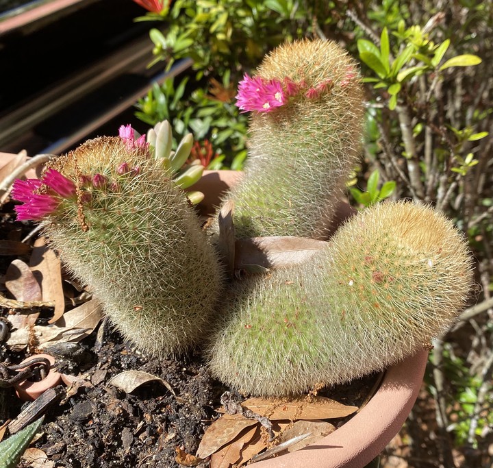 Old Man Cactus