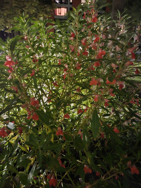 建築, Garden桌布