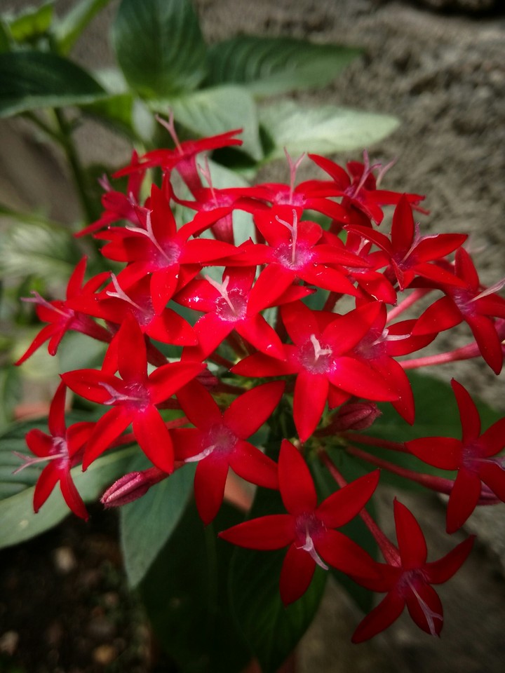 Red Flowers