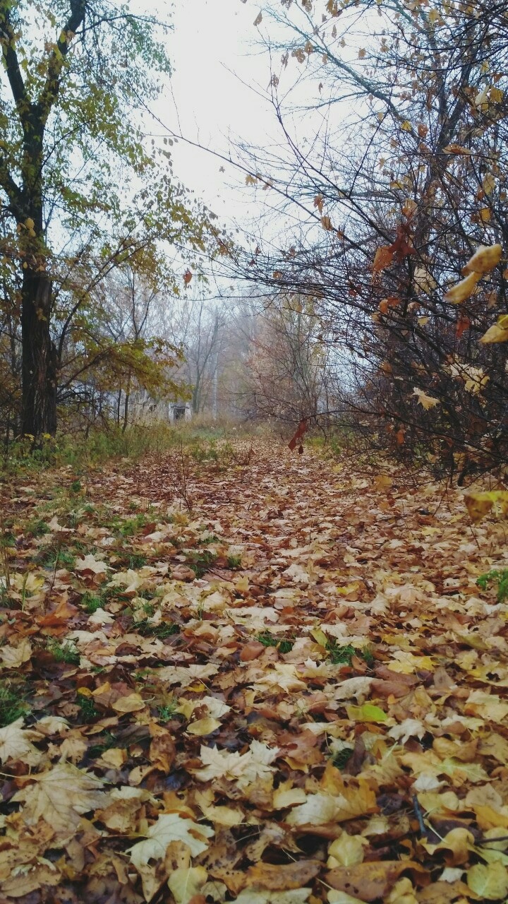autumn