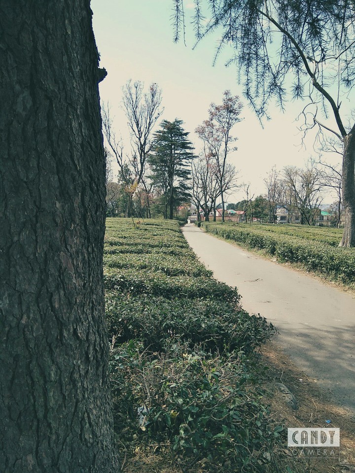 pine road