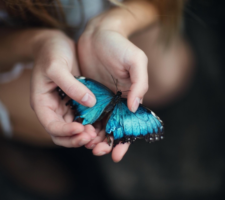 butterfly