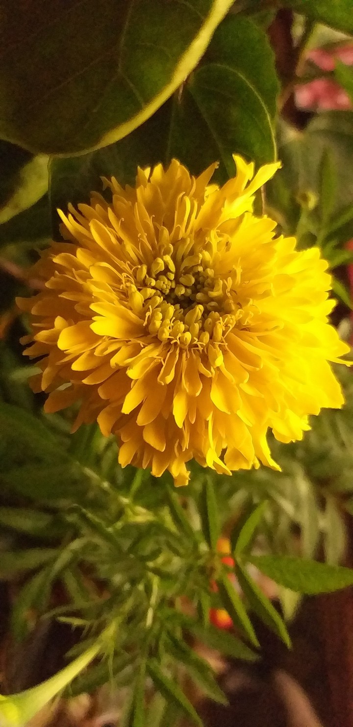 planty