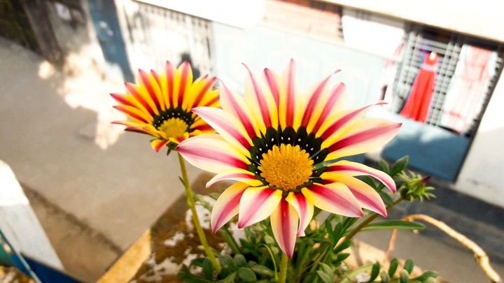 flower of my garden