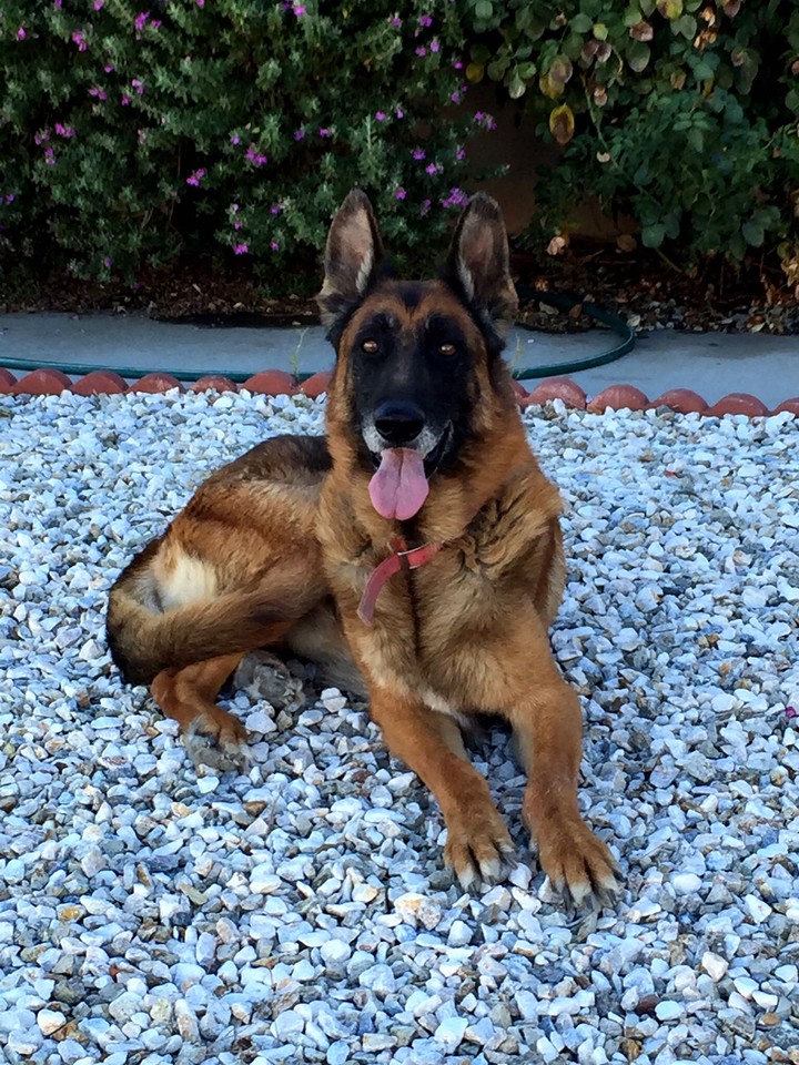 German Shepard