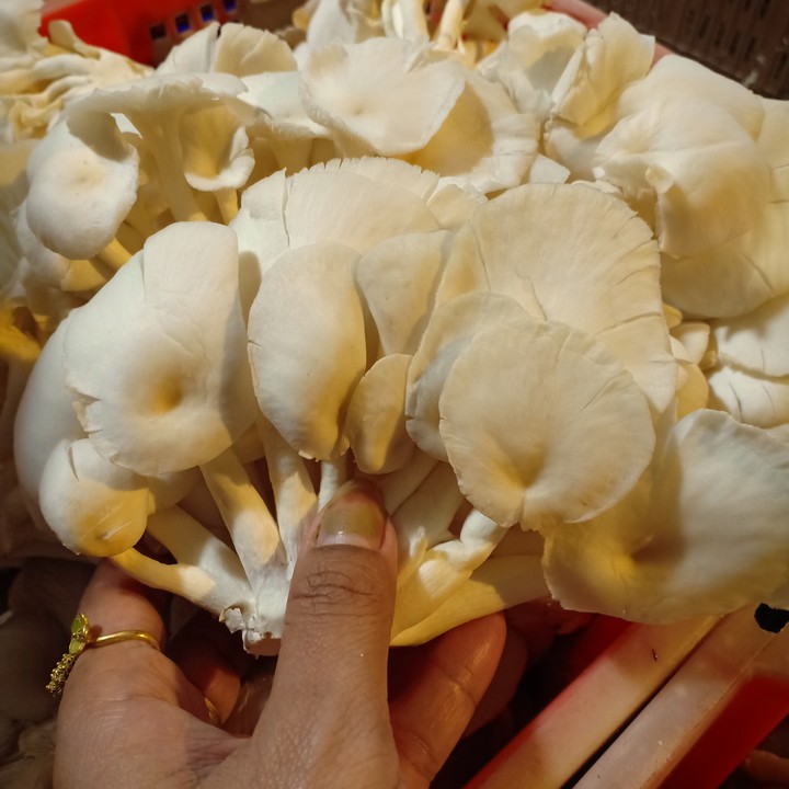 Mushroom