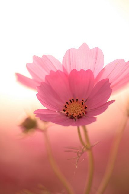Pink flowers.
