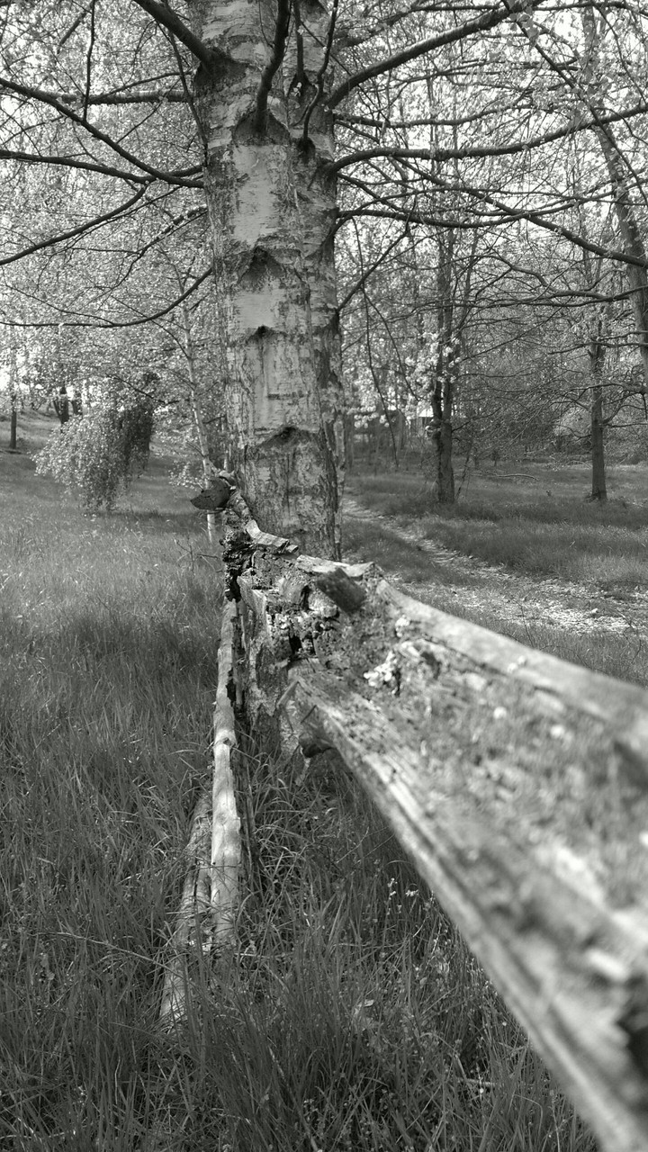 Wald