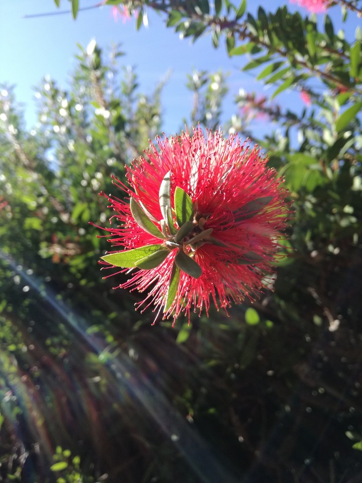 Red flower