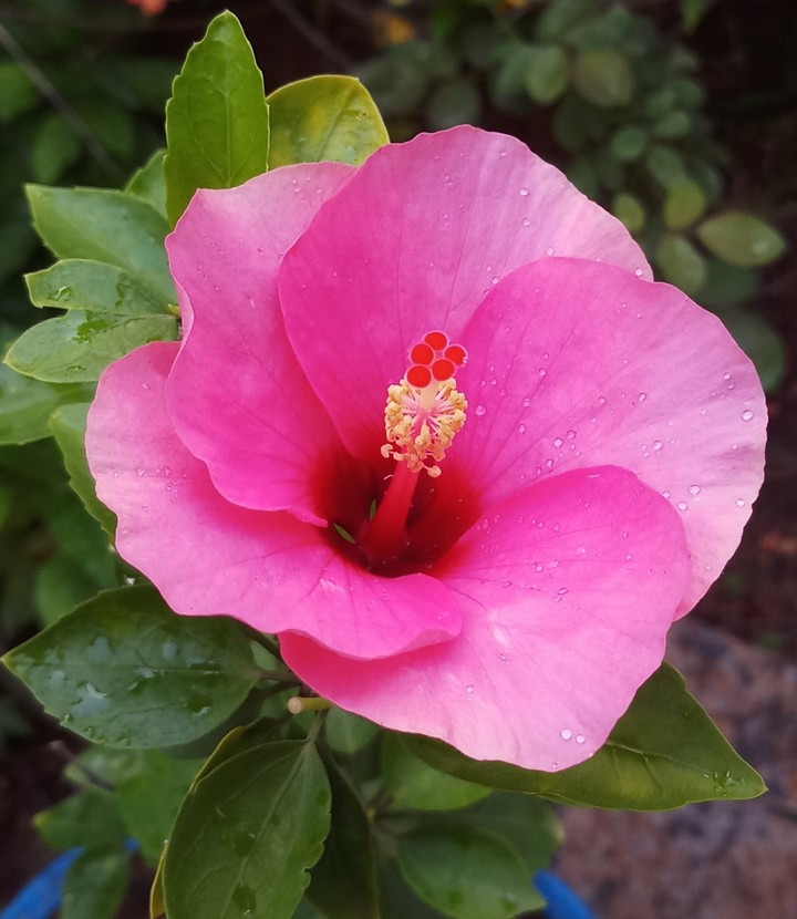 HIBISCUS